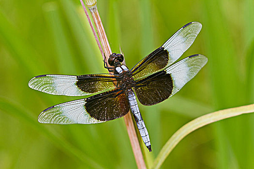 鳏寡,蜻蜓,蜻属,栖息,靠近,湿地