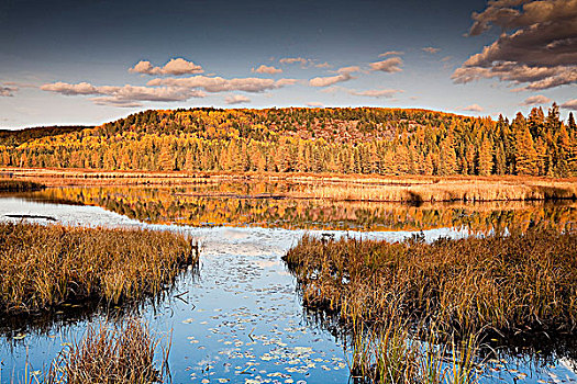 秋天,科斯河地区,阿尔冈金省立公园,安大略省,加拿大