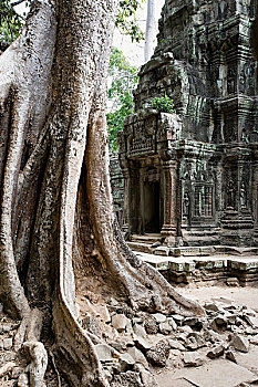 古树,庙宇,柬埔寨