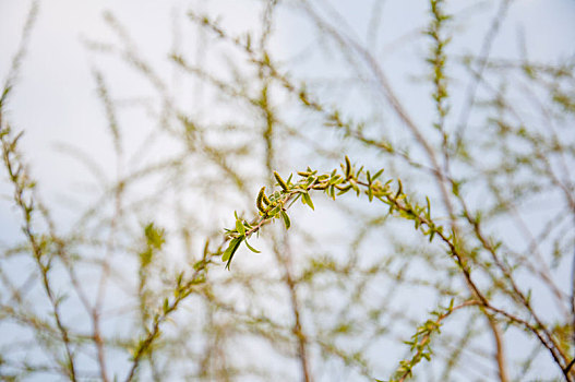 春天发芽的柳树枝条