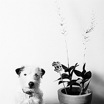 狗,靠近,植物