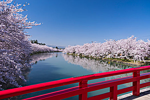 西部,护城河,公园,盛开