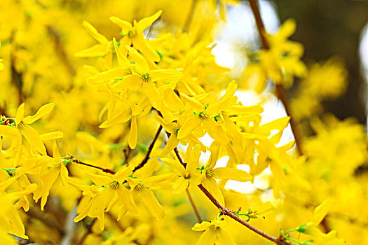 春天盛开的黄色迎春花