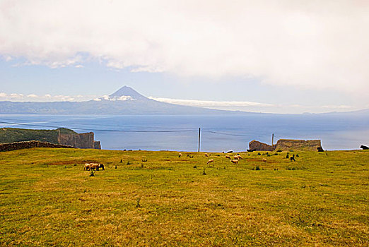 草场,风景,山,后面