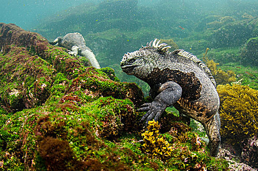 海鬣蜥,水下,费尔南迪纳岛,加拉帕戈斯群岛,厄瓜多尔