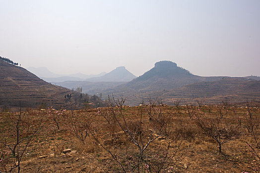 山东蒙阴桃花