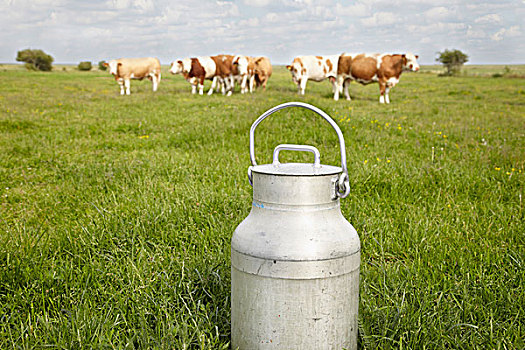 牛奶罐,母牛,土地,丹麦