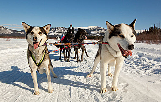 男人,狗拉雪橇,团队,雪橇狗,两个,领着,狗,阿拉斯加,爱斯基摩犬,冰冻,育空河,育空地区,加拿大