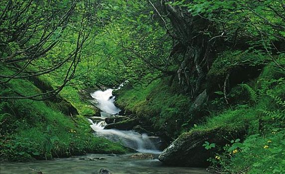 小河,迅速,树林,国家公园,奥地利,欧洲