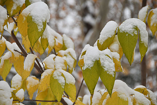 雪中树叶