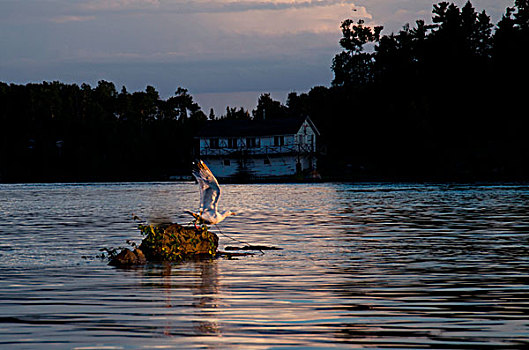 海鸥,石头,中间,湖,木头,安大略省,加拿大
