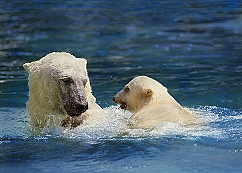 北极熊,幼兽,游泳