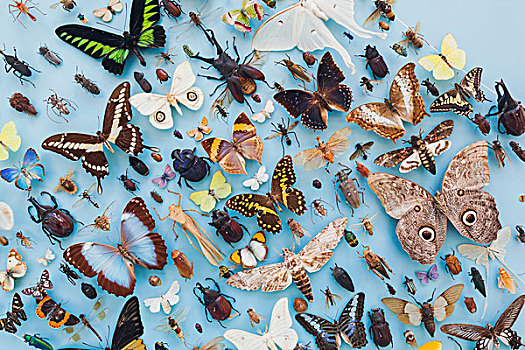 英格兰,牛津,自然博物馆,展示,昆虫,蝴蝶