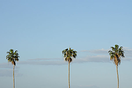 三个,棕榈树