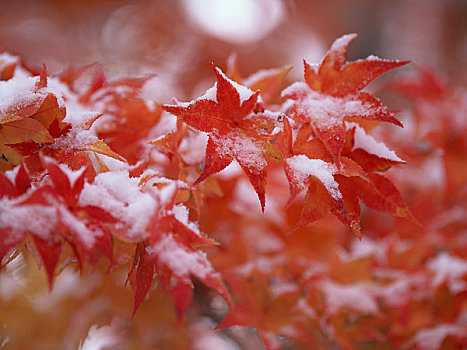 秋叶,雪