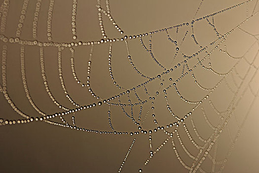 蜘蛛网,装饰,露珠