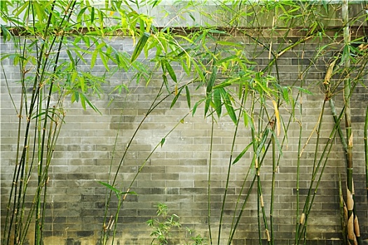 竹子,砖墙