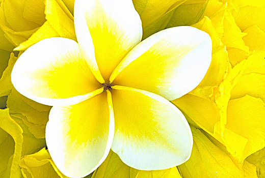 美国,毛伊岛,夏威夷,黄色,白色,鸡蛋花,花