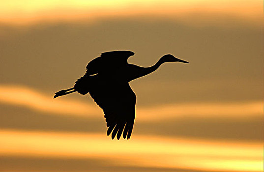 沙丘鹤,飞行,日落时的半身侧面影,新墨西哥,美国