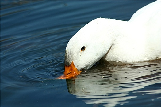白色,家鸭,喝,水塘