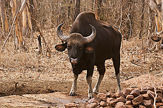 印度,野牛,靠近,水坑,虎,自然保护区,马哈拉施特拉邦