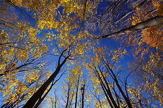 树林,黄色,叶子,秋天,魁北克省,加拿大,北美