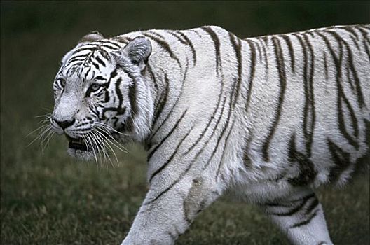 白色,虎