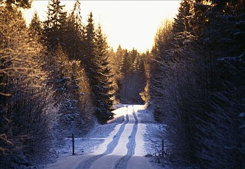 积雪,道路,树,树林