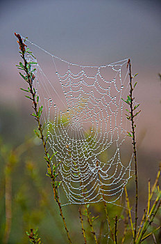 清晨时候挂满露珠的蜘蛛网