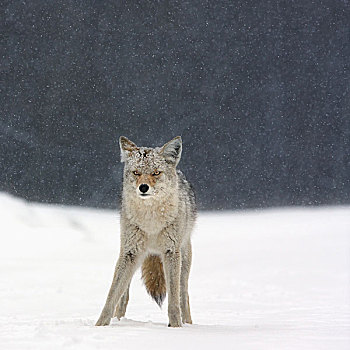 丛林狼,犬属,重,下雪,麋鹿,岛屿,国家公园,艾伯塔省,加拿大