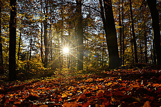 太阳光线,欧洲山毛榉,树林,普拉蒂纳特,巴伐利亚,德国
