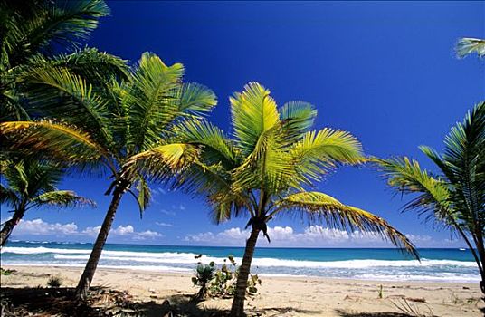 多米尼加共和国