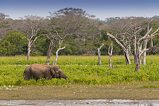 亚洲,亚洲象,象属,沼泽,国家公园,斯里兰卡