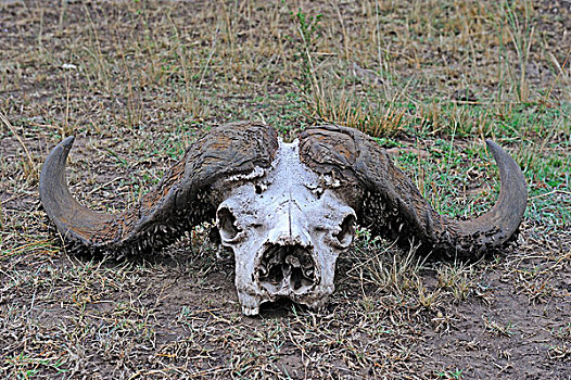 头骨,牛角,非洲,水牛,马赛马拉,肯尼亚