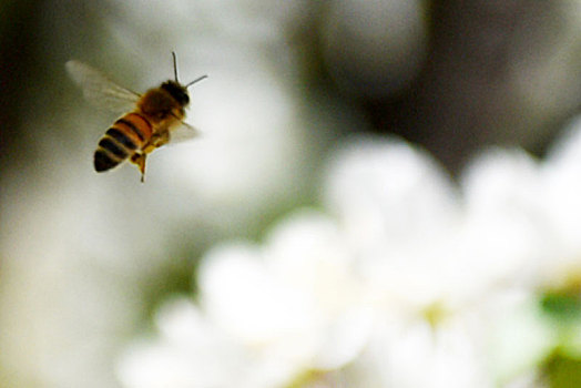 穿梭花间的蜜蜂