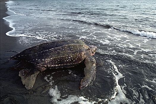 棱皮海龟,棱皮龟,海洋,海湾,巴布亚新几内亚