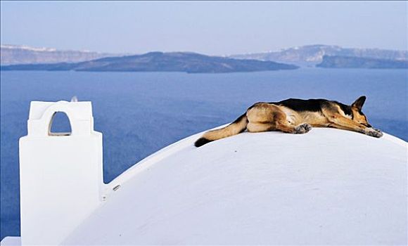 睡觉,圆顶,正面,蓝色海洋,圣特林,基克拉迪群岛,希腊,欧洲