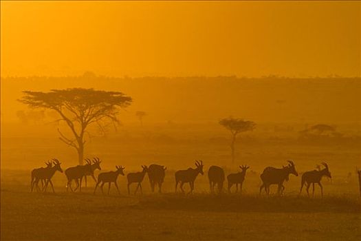 转角牛羚,牧群,马赛马拉,肯尼亚