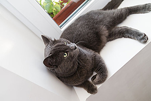 英国短毛猫,猫,窗户,可爱