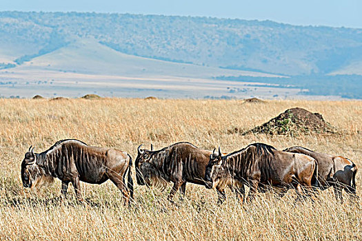 蓝角马,迁徙,马赛马拉国家保护区,肯尼亚,非洲