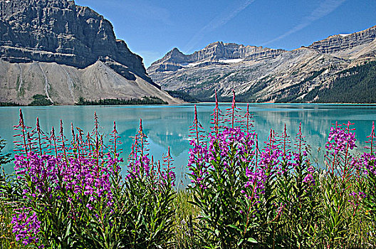 杂草,弓湖,班芙国家公园,艾伯塔省,加拿大