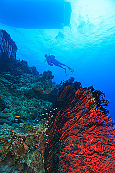 潜水,大,珊瑚海扇,靠近,贝卡岛,南方,维提岛,斐济,南太平洋