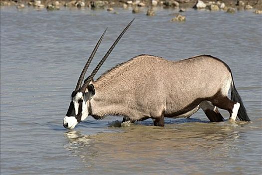 南非大羚羊,羚羊,水坑,埃托沙国家公园,纳米比亚,非洲