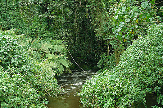 树林,乌干达