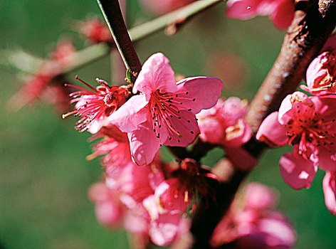 粉色,樱花,枝头