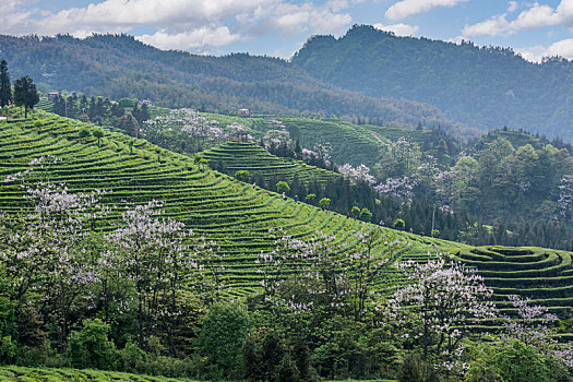 宜宾珙县鹿鸣蜿蜒茶山自然风光