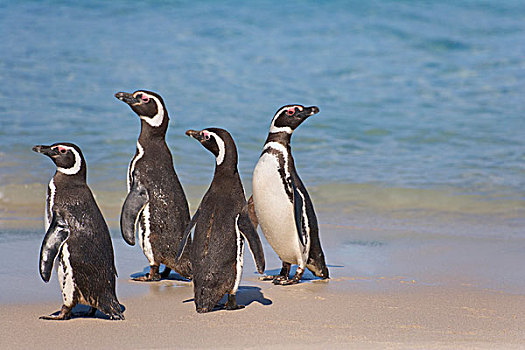 企鹅,小蓝企鹅,海滩,福克兰群岛