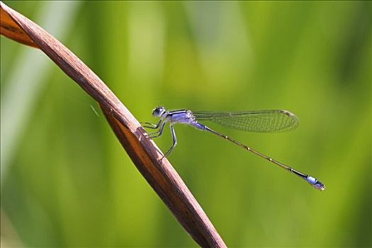 蓝尾蜻蛉,长叶异痣蟌