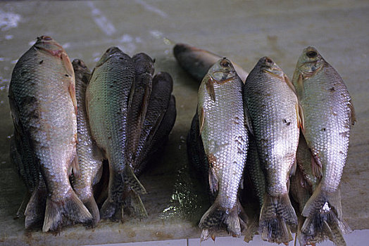 巴西,亚马逊河,马瑙斯,市场一景,鲜鱼