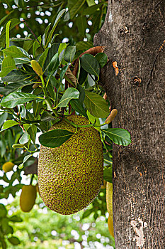 泰国曼谷五世皇柚木行宫园林艺术菠萝蜜树